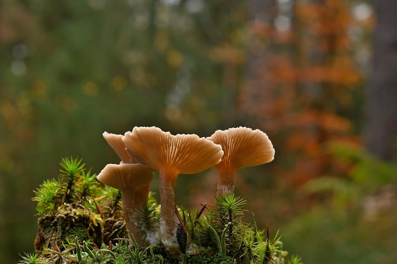 Locally Sourced Mushrooms